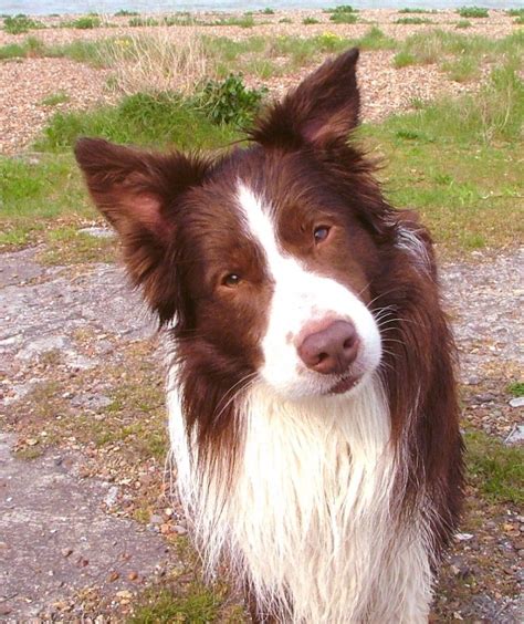 brown border collie identification.